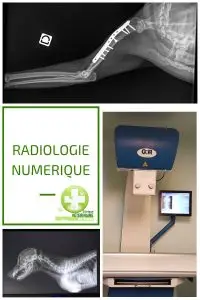 Radiographie numérique vétérinaire