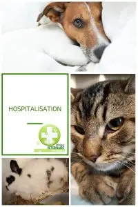 Hospitalisation bien-être veterinaire visite