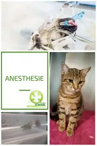 Procédures d'anesthésie en toute sécurité