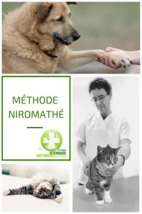 Methode niromathe reflexologie chien chat