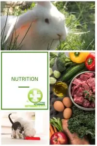 Nutrition vétérinaire chien chat lapin