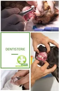 Dentisterie chien chat lapin laval veterinaire