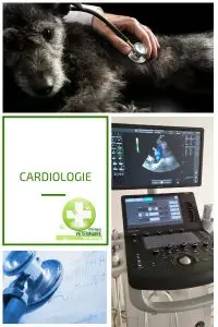 Cardiologie vétérinaire