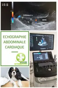 échographie abdominale et cardiaque